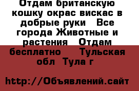 Отдам британскую кошку окрас вискас в добрые руки - Все города Животные и растения » Отдам бесплатно   . Тульская обл.,Тула г.
